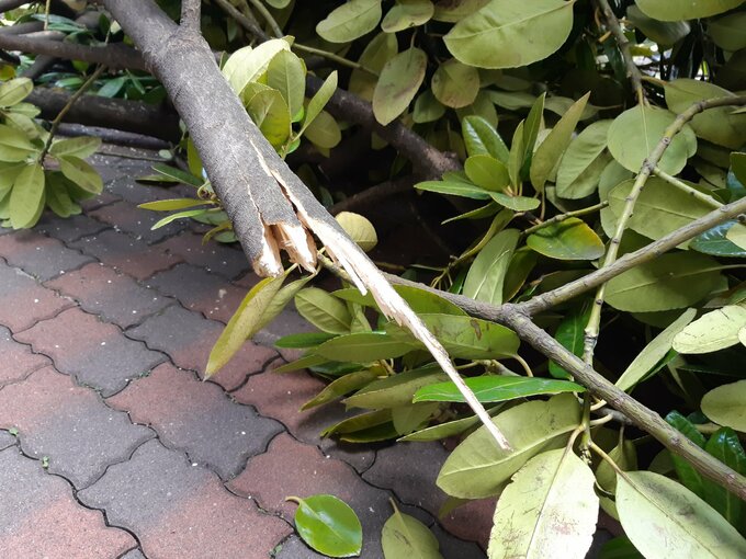 【宮城西部・暴風雪警報】強い風に注意を　仙台では立ち木倒れ 一時道路ふさぐ|TBS NEWS DIG