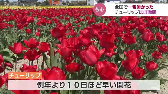 チューリップフェア開幕前なのに“ほぼ満開”…開花早まり現場は困惑　富山・砺波市　|　富山のニュース｜天気・防災｜チューリップテレビ
