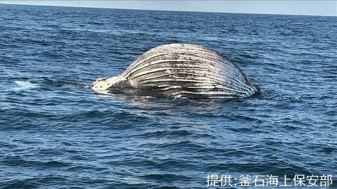 「破裂の恐れあり注意」釜石沖でクジラの死骸が漂流しているのを発見　釜石海保が注意喚起　岩手|TBS NEWS DIG