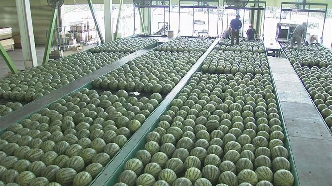 「大栄西瓜」初出荷　3年ぶり大阪でのPRも再開　|　BSSニュース | BSS山陰放送