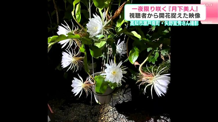 一夜限り咲く「月下美人」の開花を捉えた！ 咲き始めから満開に