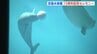 リニューアル15周年　サンリオとのコラボ企画も　宮島水族館　広島　|　RCC NEWS | 広島ニュース | RCC中国放送