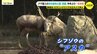 「レッサーパンダなどようやく見られる」安佐動物公園の西園が半年ぶりに再開　野生のクマ出没で全面閉鎖　|　RCC NEWS | 広島ニュース | RCC中国放送
