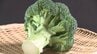 ブロッコリーが国の指定野菜に　ジャガイモ以来およそ50年ぶり　ビタミンC、Aが豊富　おすすめの食べ方は茹でるより蒸す　|　山梨のニュース | ＵＴＹテレビ山梨