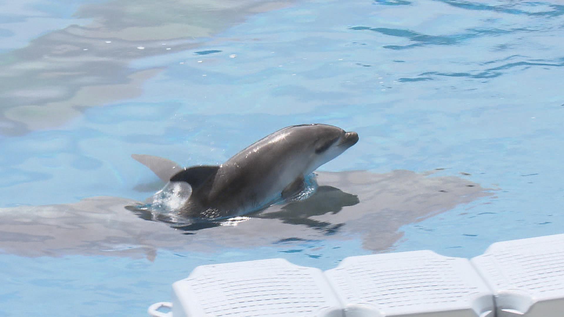 バンドウイルカの赤ちゃんの名前「エル」に決定 応援を意味する