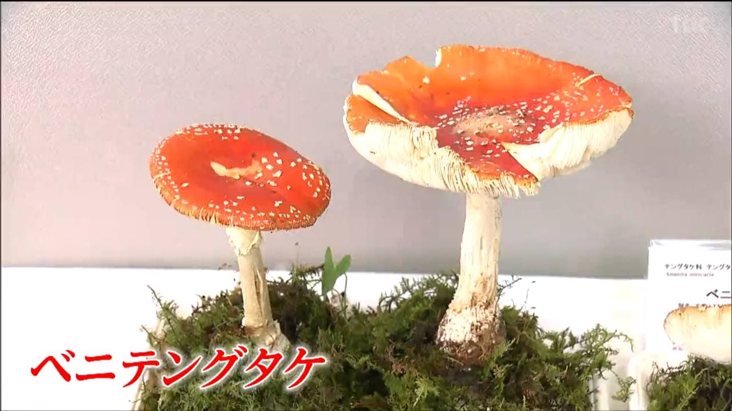 【ｍ様おまとめです】ミニチュア☆有用キノコと毒キノコ☆第三標本室 毒キノコ」など200種類以上を展示！第56回きのこ展 仙台 | 宮城の