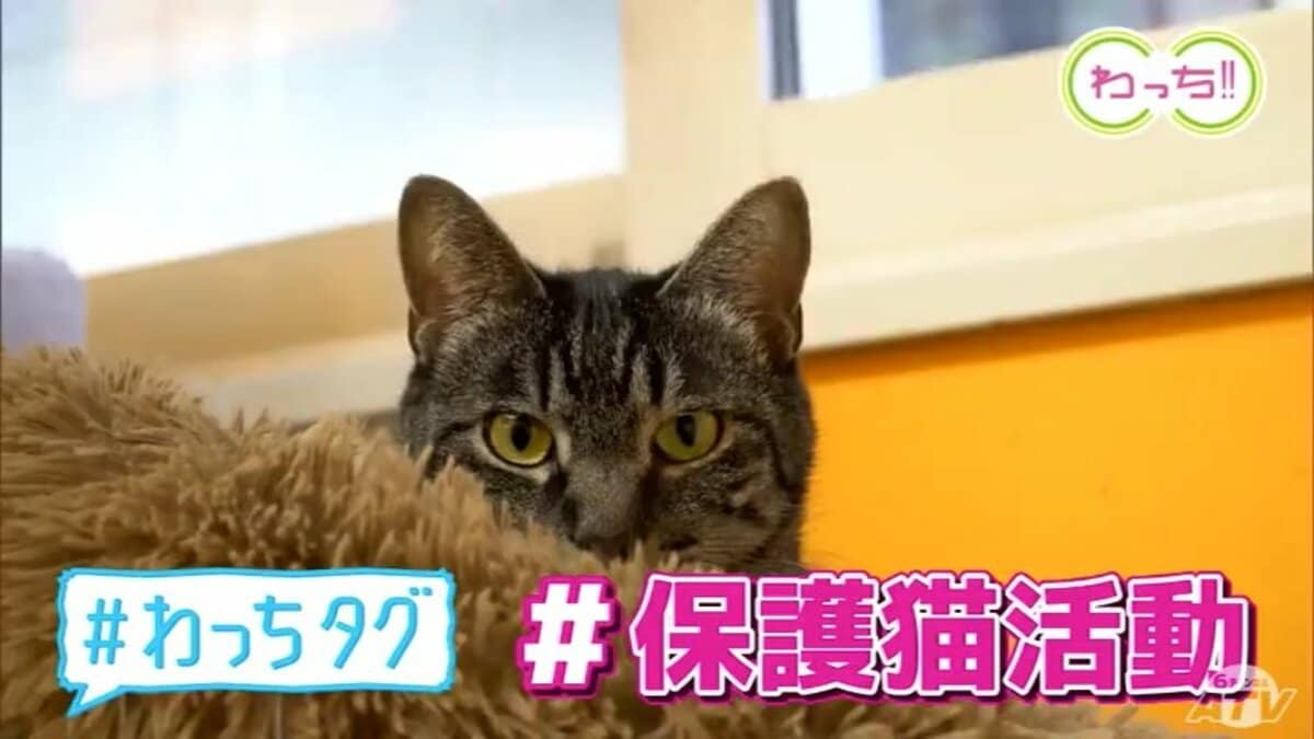 行き場のない猫たち…多頭飼育崩壊…「にゃんこ達の助けになれば！」保護