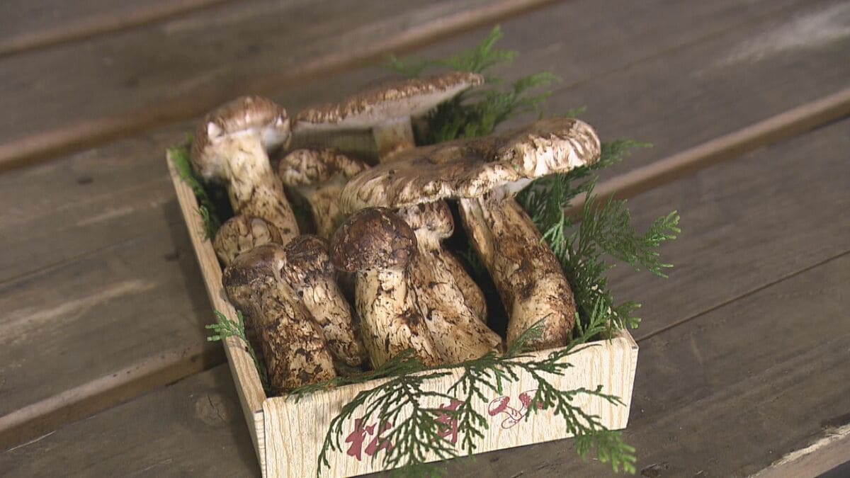 味も香りもいいですよ｣ 天然のマツタケ10本 市場に入荷 例年並みの5万