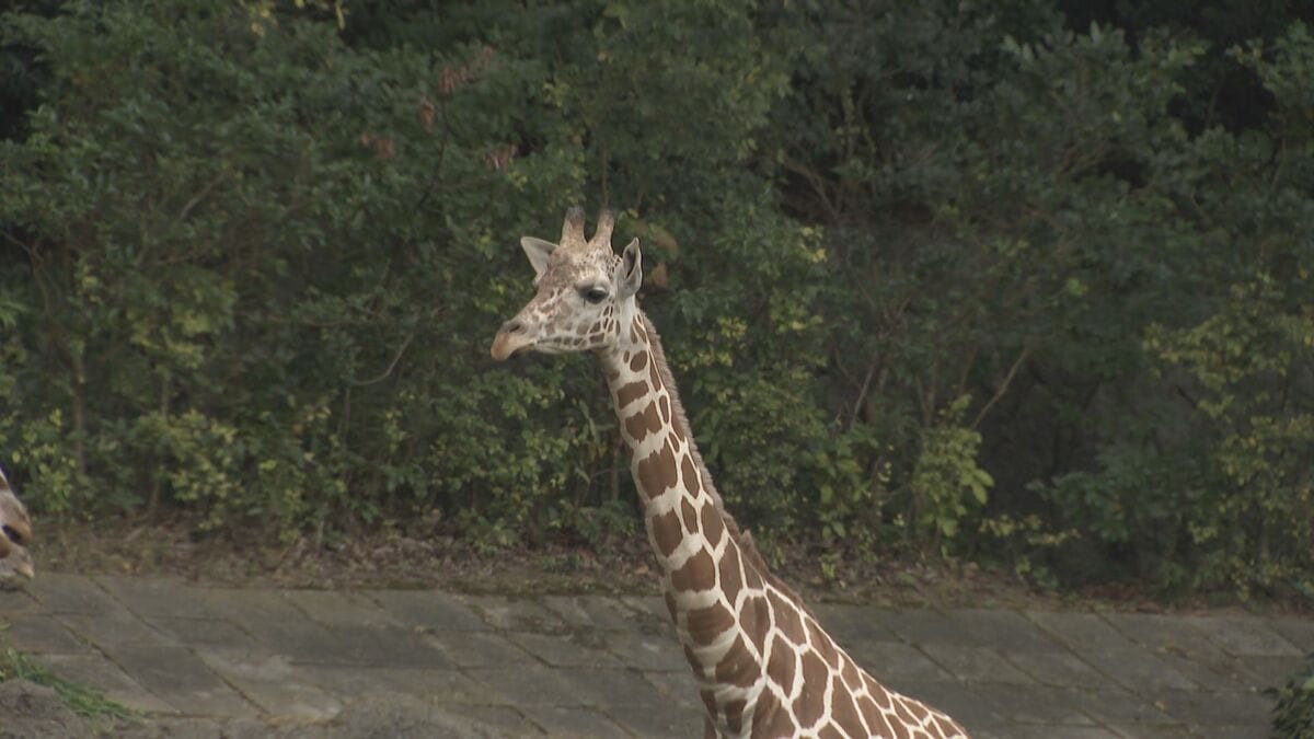 2歳のアミメキリン｢スバル｣死ぬ 3歳になる目前で…“突然死症候群”の疑い 1週間前から下痢続く ｢人見知りや物怖じしない性格だった。残念でならない｣ 名古屋の東山動植物園