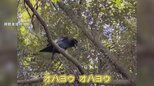 「オハヨウ、オハヨウ」カラスが喋った!?それは“神様の挨拶”かも…カメラが捉えた決定的瞬間|TBS NEWS DIG