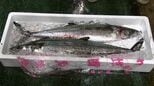 1キロ2万円　讃岐に春を告げる魚として愛されている「サワラ」の初セリ始まる【香川】|TBS NEWS DIG