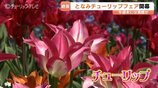 350万本の彩り「2026となみチューリップフェア」開幕　ハートの大花壇、新設オブジェなど、GWまで楽しめる花の祭典　富山・砺波市　|　富山のニュース｜天気・防災｜チューリップテレビ