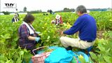 山形市　大人気！枝豆のもぎ取り　詰め放題　|　山形のニュース│TUYテレビユー山形