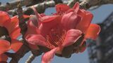春の到来を告げる「キワタ」の花 沖縄市|TBS NEWS DIG