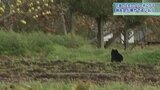 <逃げる姿を撮影>庭のクリの木にクマが2時間半近く居座る 爆竹で追い払い、けが人もなし 岩手・花巻市|TBS NEWS DIG
