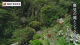 シャクナゲと滝 大村市初夏の風景 裏見の滝 | 長崎のニュース | 天気 | NBC長崎放送