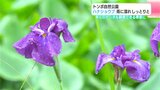 高知・四万十市のトンボ自然公園 ハナショウブ 雨に濡れしっとりと 6月中旬頃からは1年の中で最も多い40種類ほどのトンボを観察できる季節 | 高知のニュース・天気|KUTV NEWS | KUTVテレビ高知
