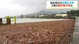 港に大量の流木、断水、土砂崩れ…3度の線状降水帯　台風24号・大雨ドキュメント　鹿児島|TBS NEWS DIG