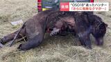 「共存なんてできるわけない」牛66頭を襲った“OSO18”追い続けたハンター さらに危険なクマが存在する可能性を指摘 | 北海道のニュース|HBC北海道放送