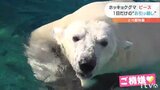 ホッキョクグマのピース 1日だけの“お引越し”大きなプールに大喜び!愛媛県立とべ動物園 | 愛媛のニュース - Nスタえひめ|あいテレビは6チャンネル