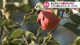 クマに襲われたか…頭からあごにかけ“深い切り傷” 79歳女性が自宅敷地で死亡 小学校の真横を沿うに“足跡”も 富山|TBS NEWS DIG