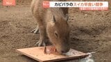 カピバラの「スイカの早食い競争」 全国5つの動物園が共同で 伊豆シャボテン動物公園からは1歳オス「ブドウ」が参加 結果は…|TBS NEWS DIG