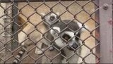 「赤ちゃん!めっちゃかわいい…!」長野・須坂市動物園でワオキツネザルの双子の赤ちゃんが誕生!お母さんの背中とお腹にぴったりと…赤ちゃんの名前を募集中 | SBC NEWS | 長野のニュース | SBC信越放送
