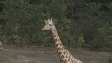 2歳のアミメキリン「スバル」死ぬ 3歳になる直前で…“突然死症候群”の疑い 1週間前から下痢続く 「人見知りや物怖じしない性格だった。残念でならない」 名古屋の東山動植物園|TBS NEWS DIG