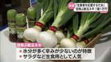 玉ネギが1個1万円!延岡市の特産「空飛ぶ新玉ネギ」 初競りで過去最高値に | MRTニュース | MRT宮崎放送