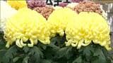 ”厚物”や”千輪咲き”の見事な花が魅了 愛好家が丹精込めて育てた1300鉢が見頃に 「みやぎ大菊花展」宮城・柴田町|TBS NEWS DIG