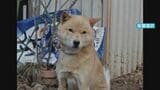 飼い主をかんで逃げた犬捕まらず…北海道犬で体長50センチほどのオス 写真を公開 警察や市が注意を呼びかけ 長野・松本市|TBS NEWS DIG