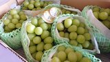 大分県日田市産ぶどうが旬入り | 大分のニュース|OBS NEWS|大分放送