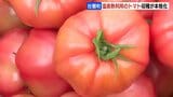 甘さや味が濃いのが特徴…オロフレトマトの収穫が本格化　真冬でも温泉熱利用してハウス栽培　北海道壮瞥町|TBS NEWS DIG