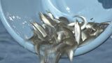 アユ漁解禁を前に 稚魚25万匹放流 大分・日田市 | 大分のニュース|OBS NEWS|大分放送