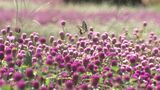ベゴニアとセンニチコウが見ごろに くじゅう花公園 大分・竹田市 | 大分のニュース|OBS NEWS|大分放送