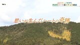 阿武町の山肌にくっきり浮かぶイチョウのハート そこには亡き祖母への思いが込められていた | 山口のニュース・天気・防災|tys NEWS|tysテレビ山口
