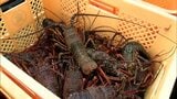 秋の味覚 伊勢えび漁が解禁　日南市の富土漁港で今季初水揚げ　|　MRTニュース ｜ ＭＲＴ宮崎放送