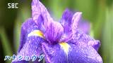 「雨に映えてきれい」ハナショウブが見頃 長野・安曇野市|TBS NEWS DIG