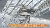 クジラのヨドちゃん『博物館が骨格標本化を希望していた』と判明...なぜ費用かかる「海底沈下」に？　市の担当者『要望は市長には話していない』|TBS NEWS DIG