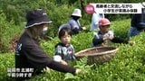 世代間の交流を深めよう　延岡市北浦町で地元の小学生と高齢者が一緒に茶摘み体験|TBS NEWS DIG