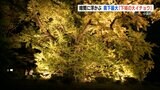 樹齢は1000年以上  国の天然記念物『下城の大イチョウ』ライトアップ　下城滝と鍋釜滝の2つの滝も　|　熊本のニュース｜RKK NEWS｜RKK熊本放送