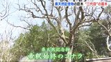 天然記念物の巨木 “二代目” の苗木「帝釈始終のコナラ」 広島･庄原市　|　RCC NEWS | 広島ニュース | RCC中国放送