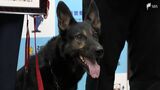 「最初から海の方を気にしていた」タイムリミットは1時間…警察犬“2年生”の嗅覚が命を救う | 静岡のニュース | SBSNEWS | 静岡放送