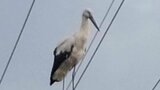 「目撃は1年に1回あるかないか」のコウノトリを激写!?過去には国内で野生絶滅、『貴重な個体の可能性も』 | 熊本のニュース|RKK NEWS|RKK熊本放送