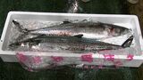 1キロ2万円　讃岐に春を告げる魚として愛されている「サワラ」の初セリ始まる【香川】|TBS NEWS DIG
