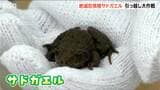『サドガエル』引っ越し大作戦！ 区画整理工事の入る田んぼから“絶滅危惧種”を救え!!　新潟県佐渡市　|　新潟のニュース・天気｜BSN NEWS｜BSN新潟放送