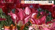 350万本の彩り「2026となみチューリップフェア」開幕　ハートの大花壇、新設オブジェなど、GWまで楽しめる花の祭典　富山・砺波市　|　富山のニュース｜天気・防災｜チューリップテレビ