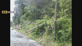 通学路で倒木が中学生を直撃　各地で相次ぐ倒木…専門家が指摘する腐食のサインは「サルノコシカケ」　日照りで倒木早まった可能性も|TBS NEWS DIG