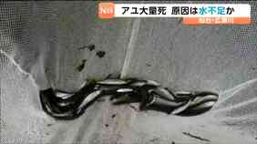 広瀬川でアユ5000匹以上の大量死　原因は「農業用水の取水」などによる水不足か　仙台|TBS NEWS DIG