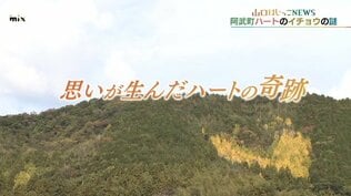 阿武町の山肌にくっきり浮かぶイチョウのハート そこには亡き祖母への思いが込められていた　|　山口のニュース・天気・防災｜tys NEWS｜ｔｙｓテレビ山口